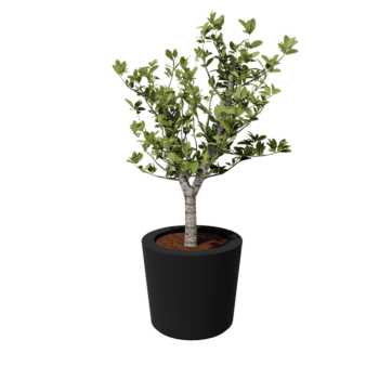 klaaskiudne lillekast - Kooniline - Ø 63 x 52 cm - RAL7021 matt (must hall) - Põhjaga