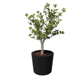 klaaskiudne lillekast - Kooniline - Ø 63 x 52 cm - RAL7021 matt (must hall) - Põhjaga