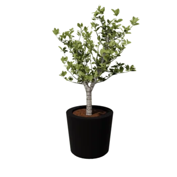 klaaskiudne lillekast - Kooniline - Ø 63 x 52 cm - RAL9005 matt (must) - Põhjaga