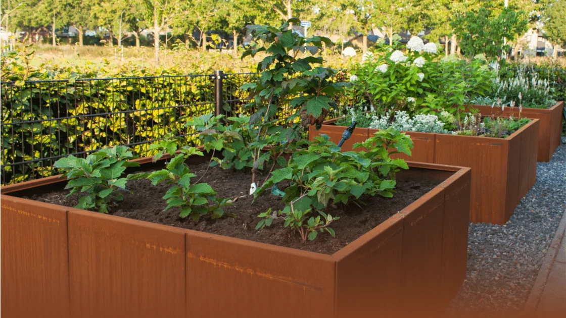 Cortenterase Gidi: kõik, mida sa selle materjali kohta teada tahad.