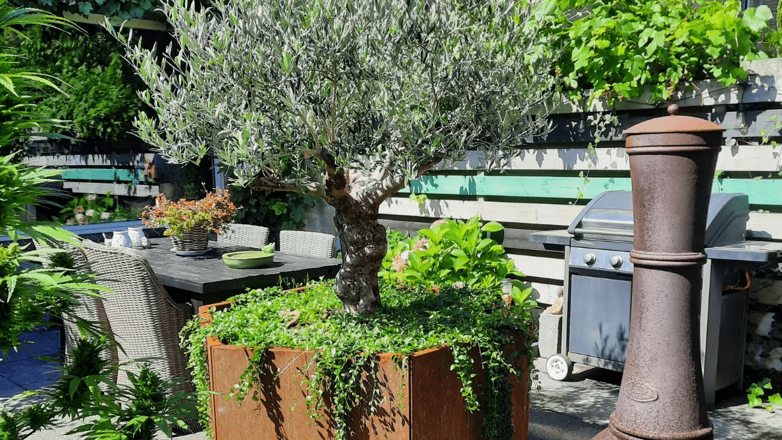 Olivier suurtes lillepottides: õige poti valimine ja hooldusnõuanded